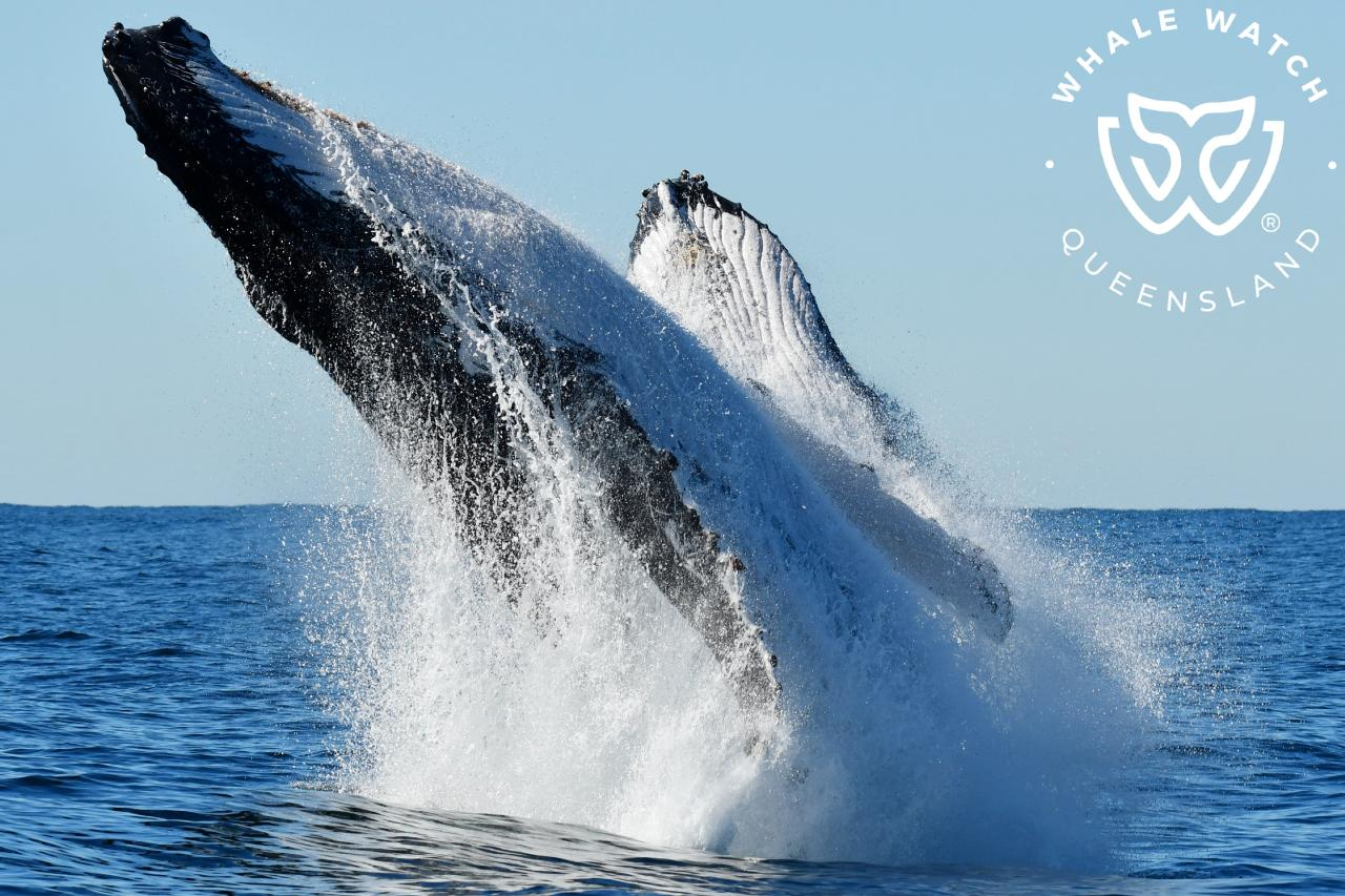 Whale Watch Gold Coast - Photo 1 of 15