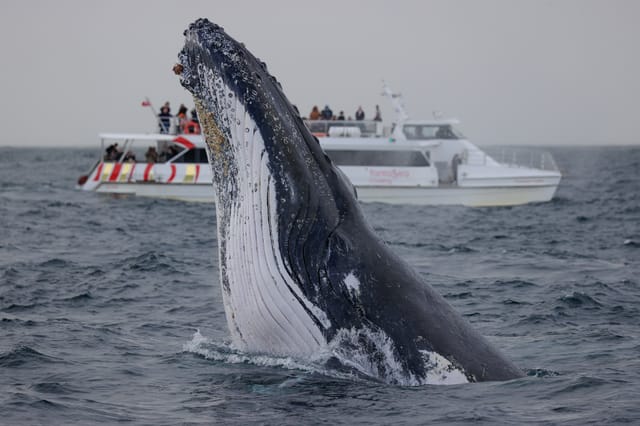 Whale Watching Experience: 2-hour Express Cruise - Photo 1 of 8