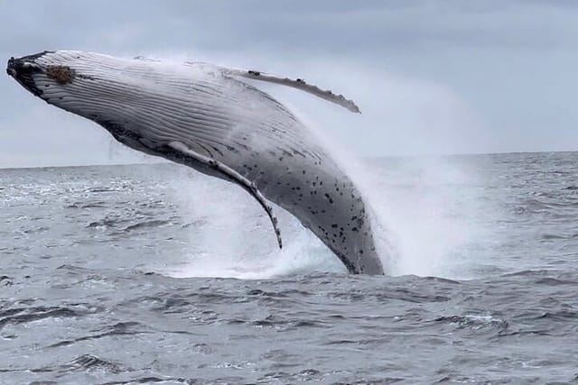  Whale Watching Australia Experience (3hours) - Photo 1 of 8