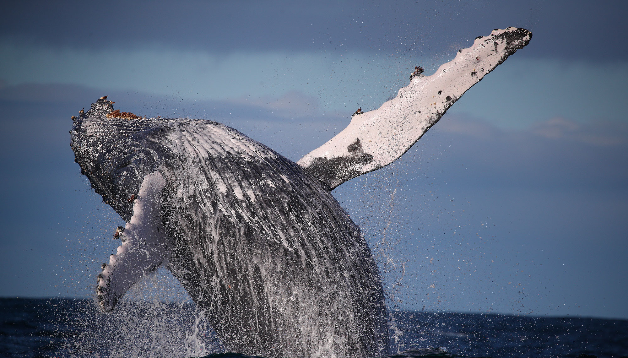 3-hour Whale Watching Discovery Cruise in Sydney - Photo 1 of 8