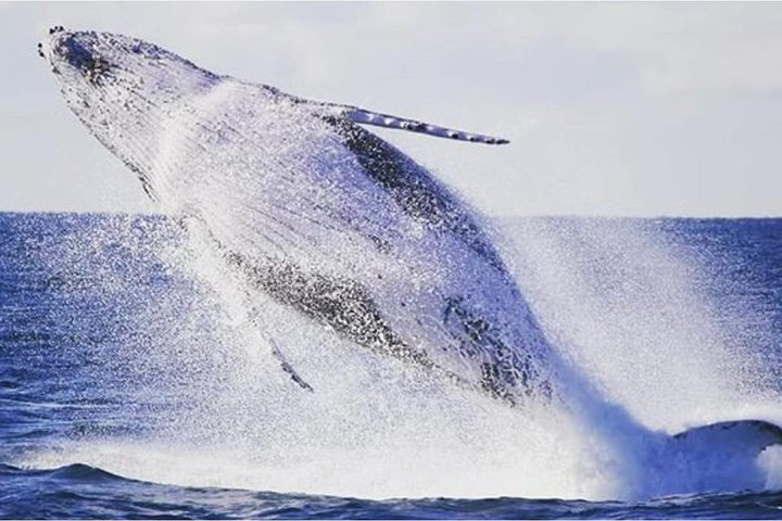 Whale Watching Sailing Experience in Sydney - Photo 1 of 9