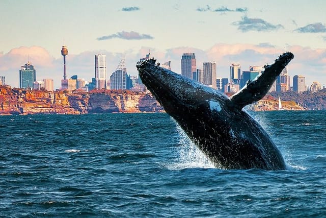 Whales of Sydney Boat Safari - Photo 1 of 7