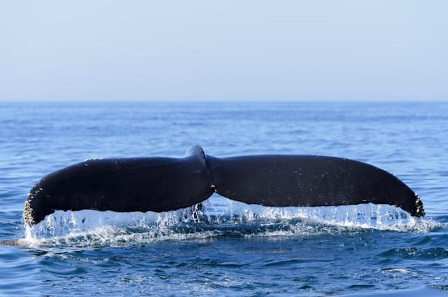 whalewatching-rottnest-fast-ferries-departing-hillarys_1