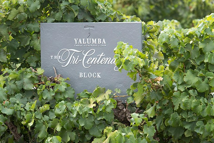 Yalumba Vineyard