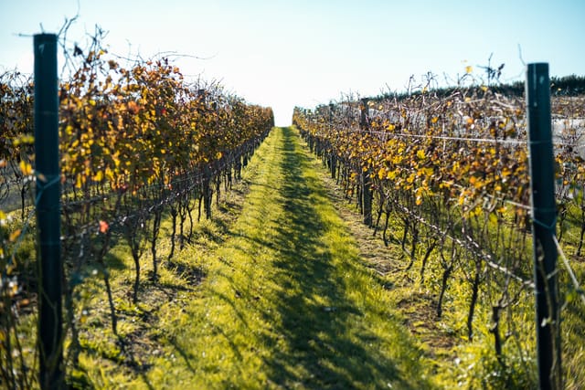 Yarra Valley Food and Wine Tour - Photo 1 of 14