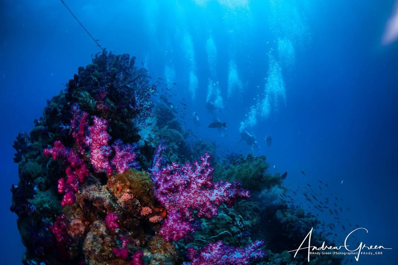 Yongala Day Trip - Certified Diver  - Photo 1 of 4