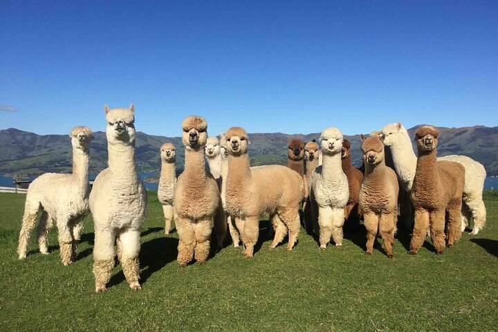 Family day in Alpaca farm in Shamakhy - Photo 1 of 9