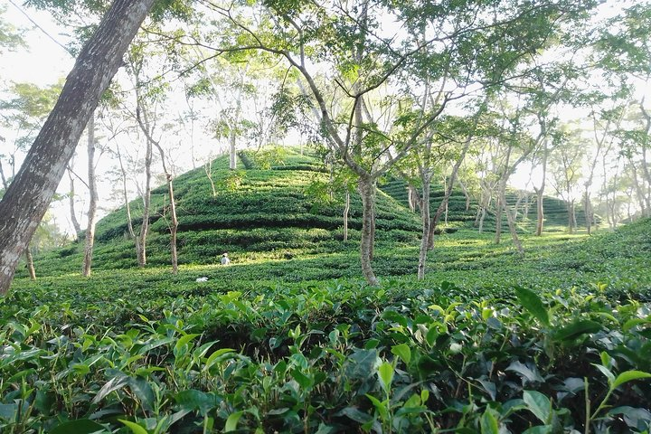 Srimangal nature tour in forest and tea garden - Photo 1 of 11