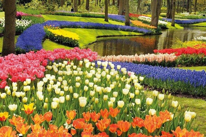 Private tour : Keukenhof Tulips and Delft Tour from Brussels Full day - Photo 1 of 4