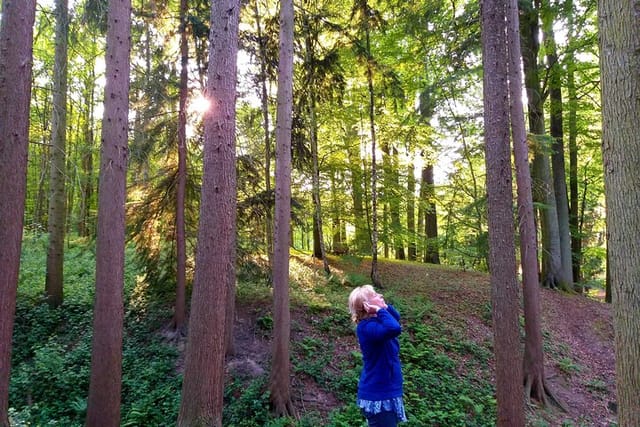 Shinrin Yoku in the Sonian Forest Belgium - Photo 1 of 8