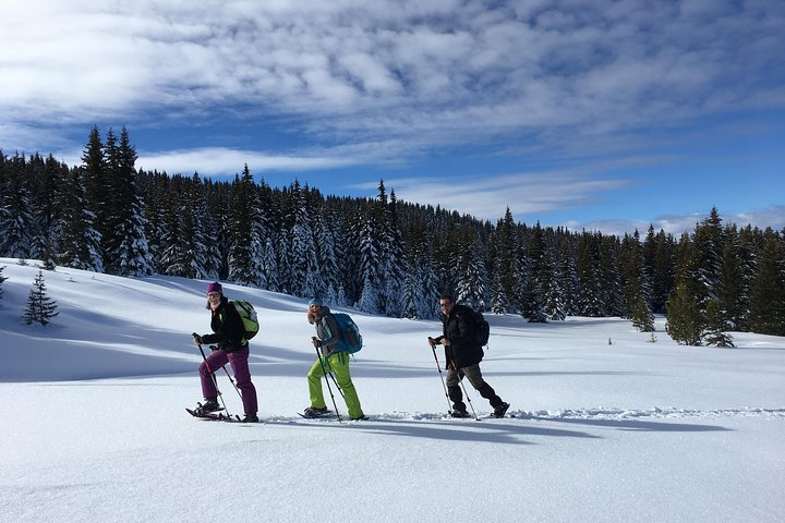 1-day snowshoeing in Vitosha Mountains