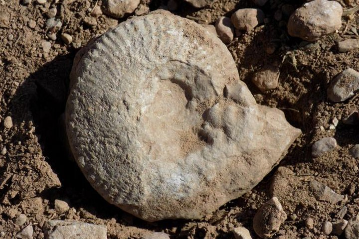 An ammonite