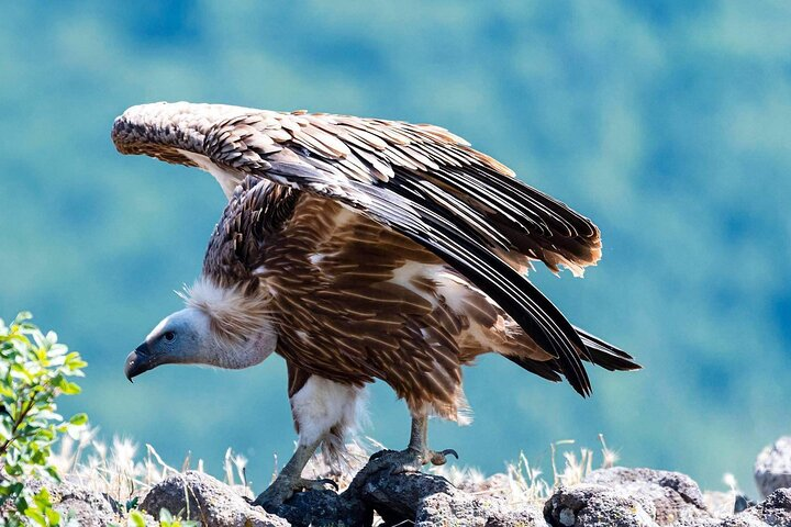 Griffon Vultures in the Blue Stones Nature Park Private Tour - Photo 1 of 6