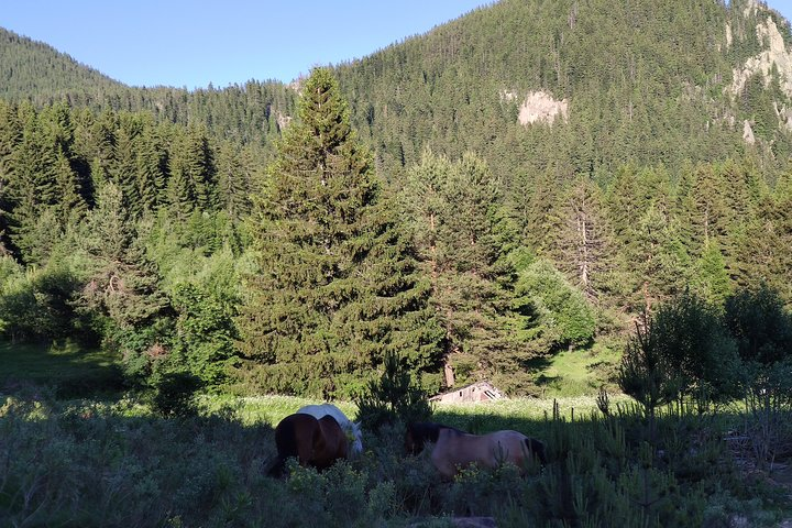 Horse Riding in the Heart of the Rhodope Mountains - Hvoyna - Photo 1 of 6