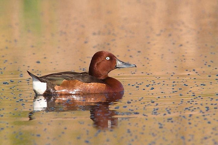 Ferruginous Duck