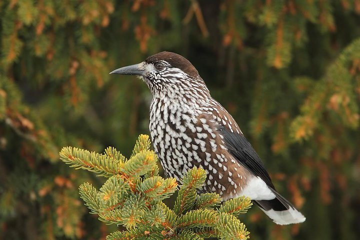 Spotted Nutcracker