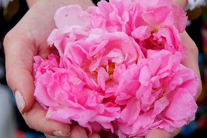 Picking Roses Workshop with Extracting Rose Oil in the Gardens of Karlovo