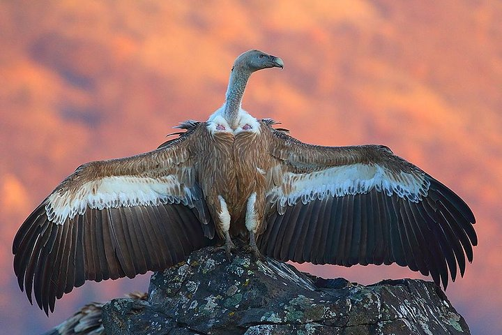 Eurasian Griffon Vulture