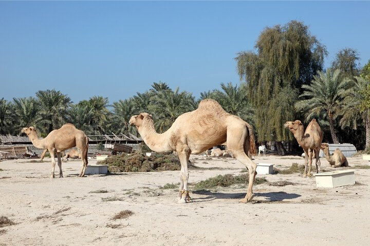 Camel Farm