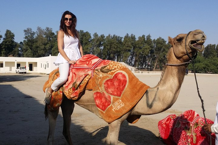 Camel Farm