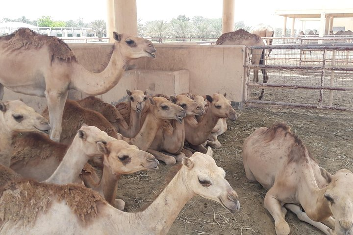 The Royal Camel farm.