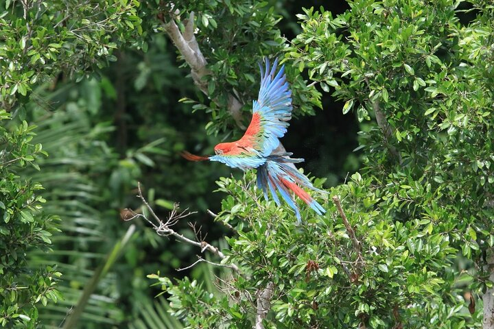 Madidi & Pampas 4 days from Rurrenabaque - Native community run - Photo 1 of 15