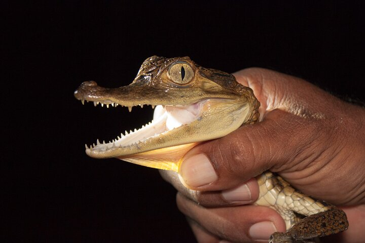 Alligators Night Watch - Photo 1 of 6