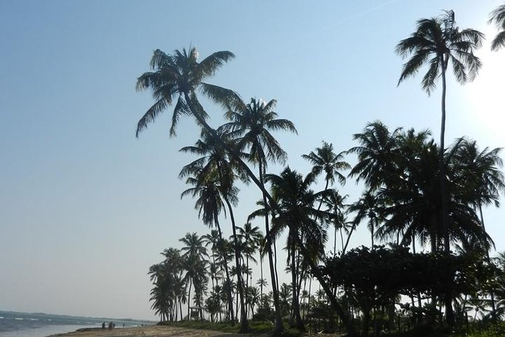 Praia do Forte - coconut trees
