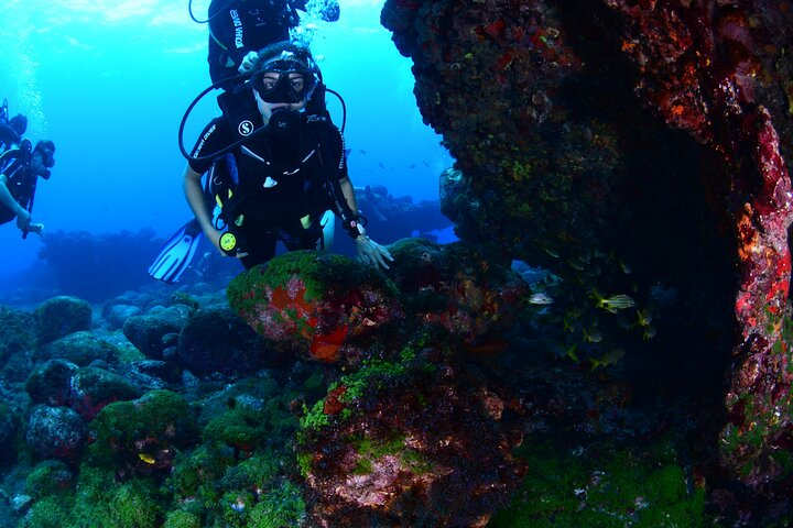 Diving Experience in Fernando de Noronha - Photo 1 of 6