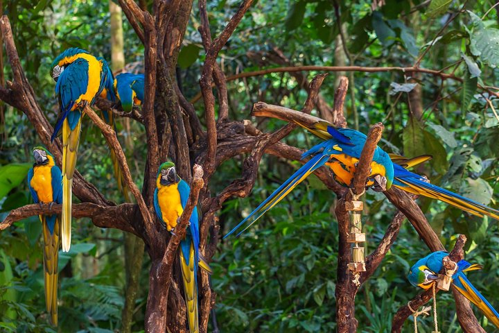 Iguassu Bird Park - Tickets Included - Photo 1 of 11