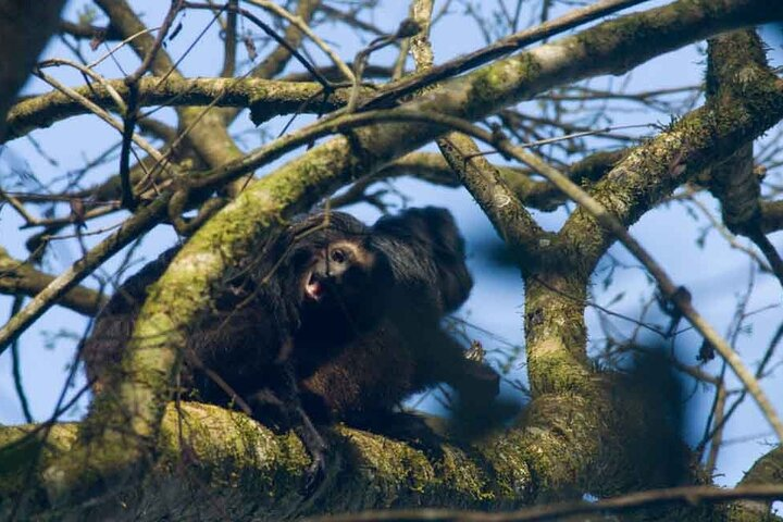 Sao Paulo Private Safari Black Lion Tamarin Tour - Photo 1 of 14