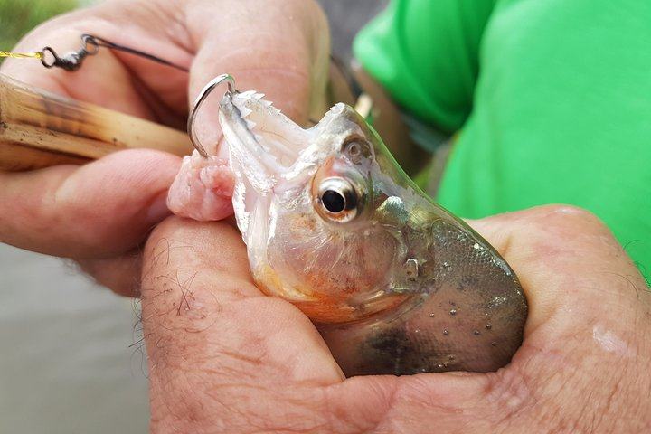 Solimoes River Piranha Fishing and Alligator Watching Tour - Photo 1 of 6