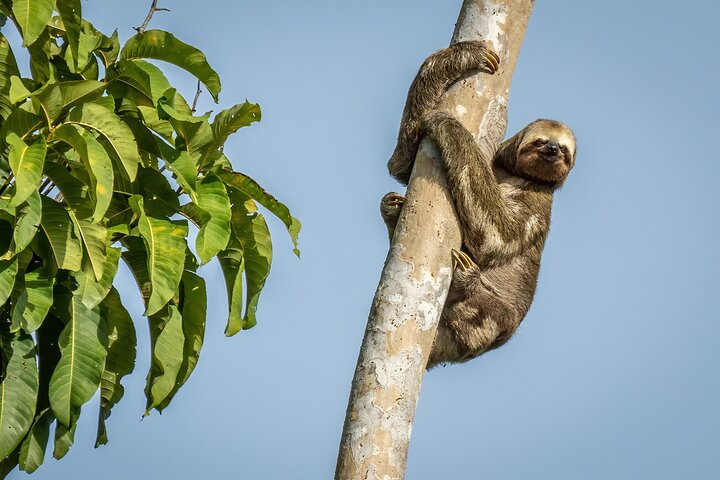 Taste of the Amazon Jungle 3D-2N-A Amazon Tapiri Floating Lodge  - Photo 1 of 25