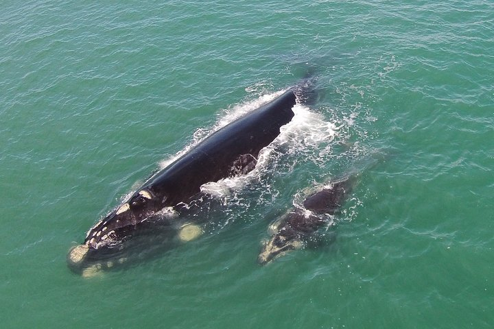 Whaling Search - Whale Watching by Land - Photo 1 of 7