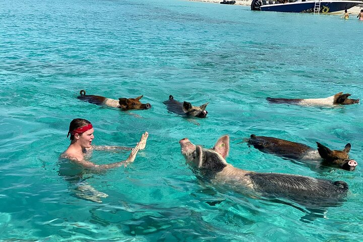 Famous Pink Sand and Pig Experience with Snorkeling - Photo 1 of 8