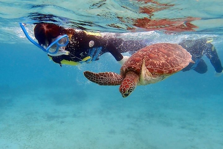 Child enjoying snorkeling alongside turtles