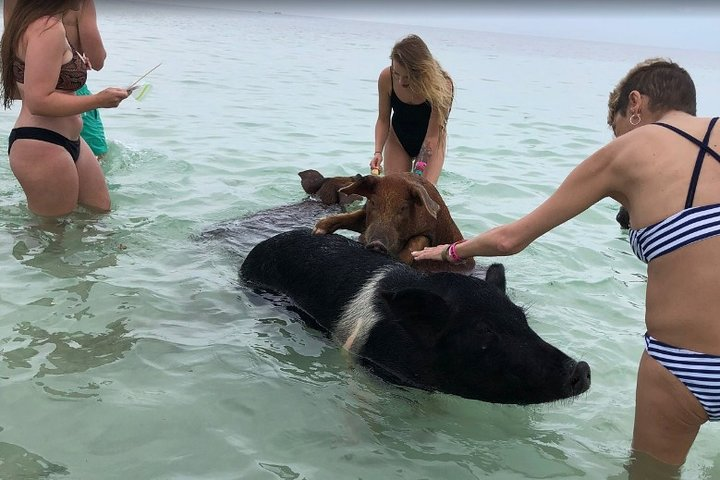 Swim with Pigs on a Tropical Island - Photo 1 of 6