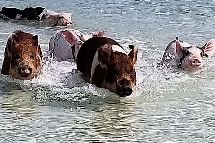 Swim with the Pigs