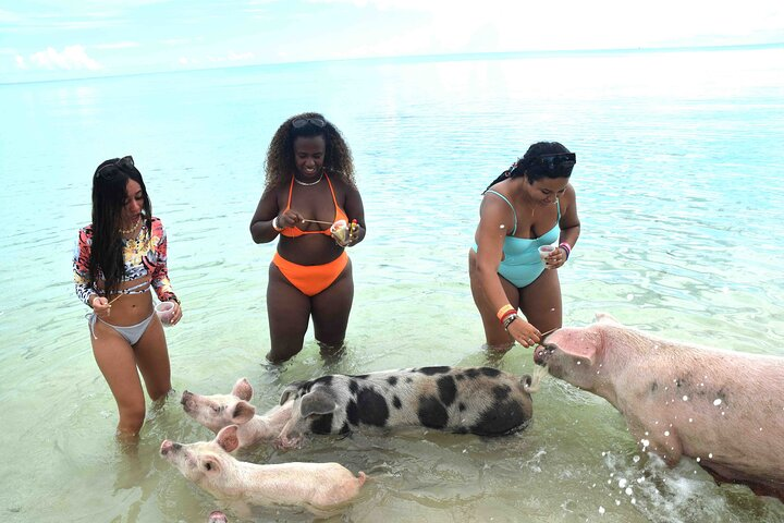 Swimming Pigs & Tour - Morning Excursion with Transportation  - Photo 1 of 25