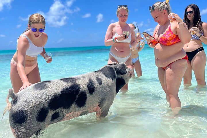 Swimming Pigs Tour on Rose Island - Photo 1 of 9