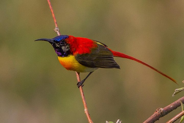 Fire - tailed sunbird 