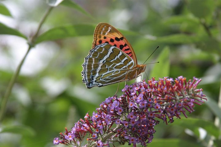 Bhutan Flora Tour  - Photo 1 of 6