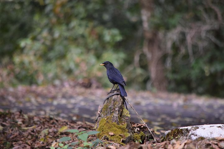 Bird Watching Tour - Photo 1 of 13