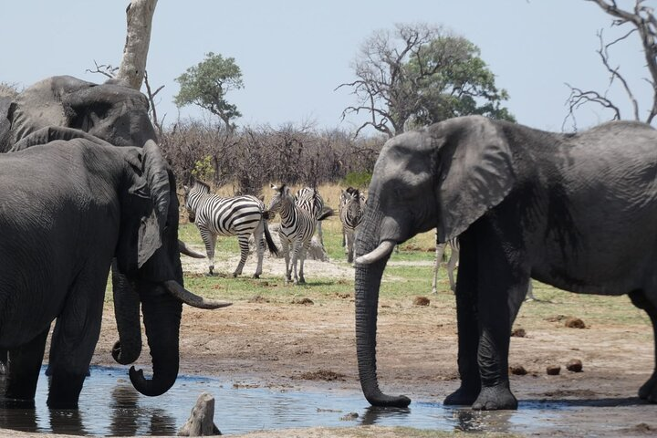 1 Day Moremi Game Drive Safari, guided - Photo 1 of 15