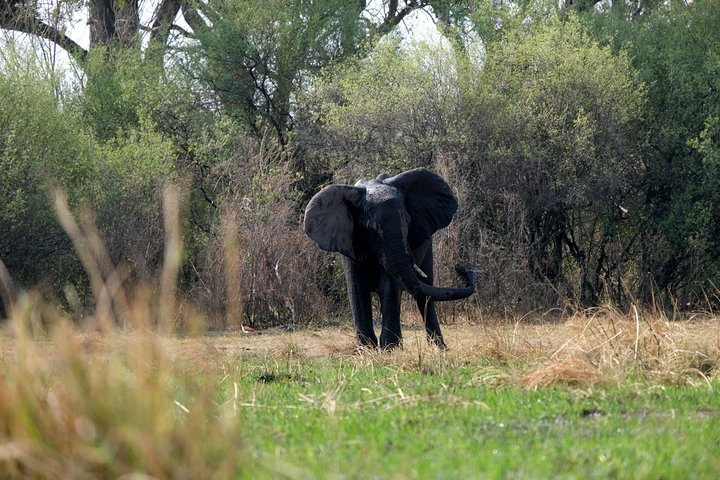 10 Day Elephant Tracking Botswana - Photo 1 of 6