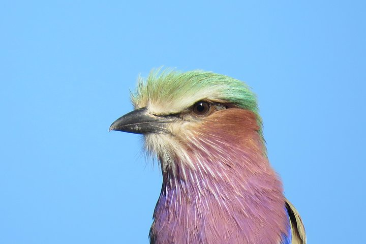 Lilac Breasted roller