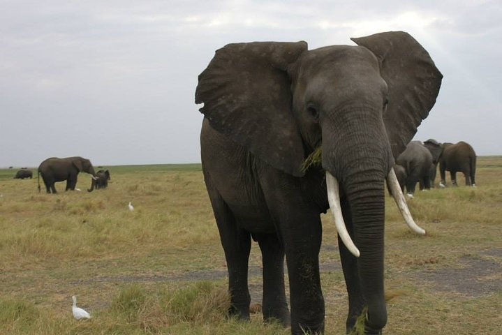 11Day WILDERNESS TRAIL:Okavango,Moremi&Chobe -WildCamping Safari +Victoria Falls - Photo 1 of 25