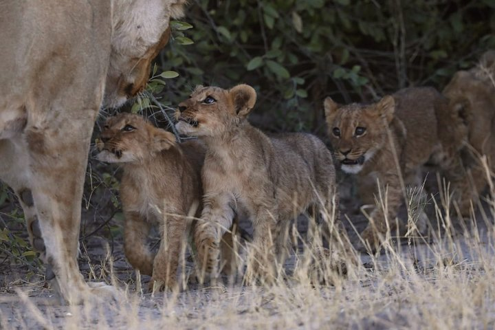 13 Day WILDERNESS TRAIL: Best Of Northern Botswana -WildCamping + Victoria Falls - Photo 1 of 25