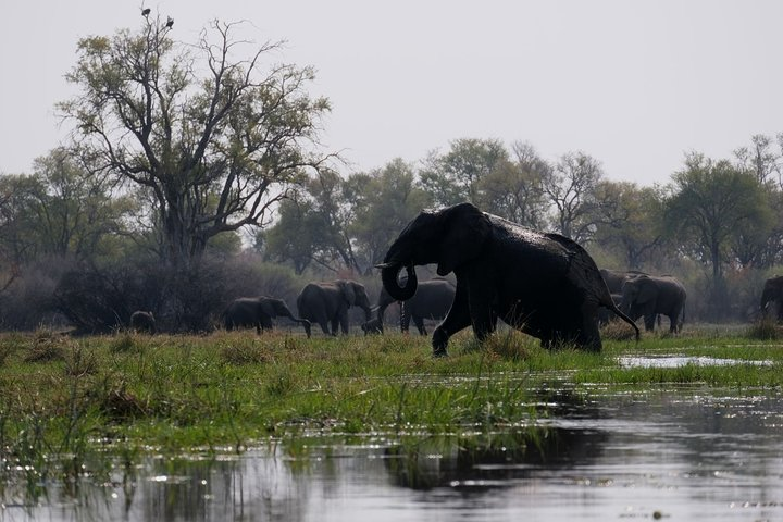 14 Day Elephant Tracking Botswana - Photo 1 of 6