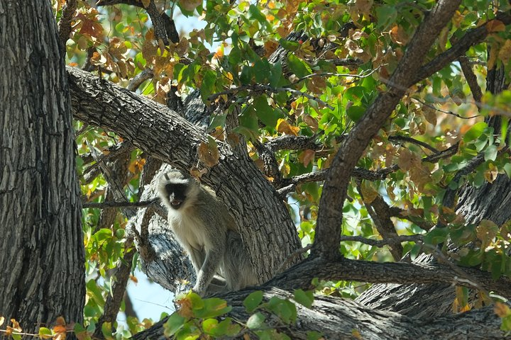 15 Day Walking Safari from Botswana - Photo 1 of 6